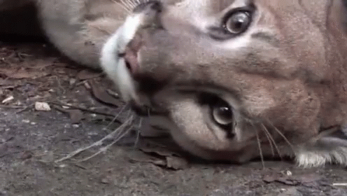 A Close Up Of A Cat Laying On The Ground Looking At The Camera . GIF