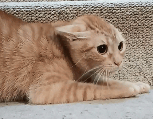 A Close Up Of A Cat Laying On The Ground Looking At The Camera GIF