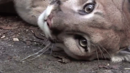 A Close Up Of A Cat Laying On The Ground Looking At The Camera . GIF