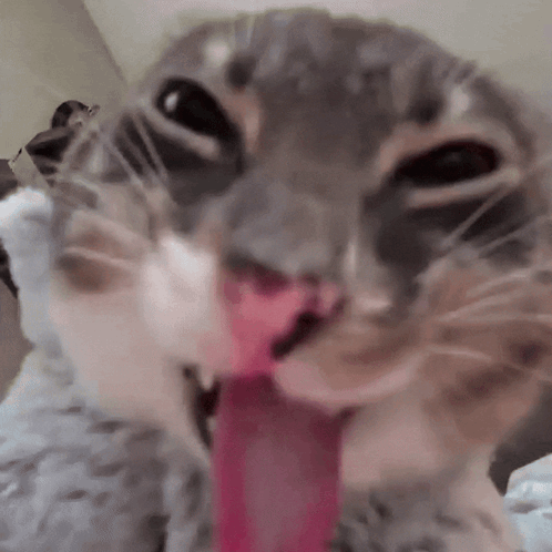 A Close Up Of A Cat Licking Its Nose With Its Tongue Hanging Out . GIF