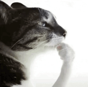 A Close Up Of A Cat Licking Its Paw On A White Background GIF