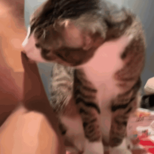 Cat Licking Foot Close Up GIF