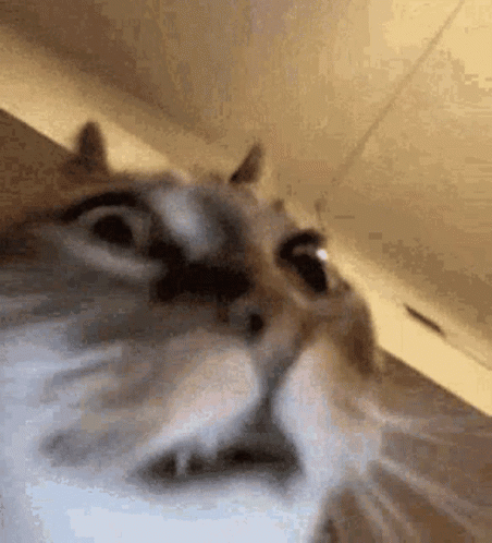 A Close Up Of A Cat Looking At The Camera . GIF