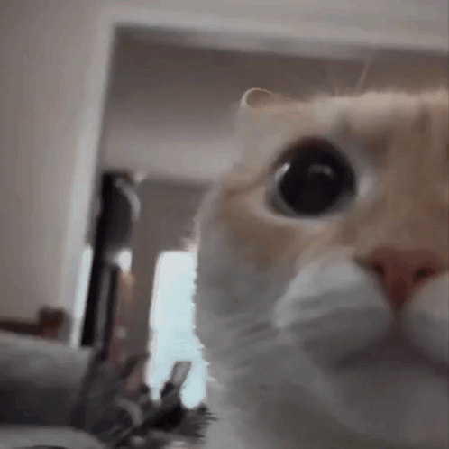 A Close Up Of A Cat Looking At The Camera In A Living Room . GIF