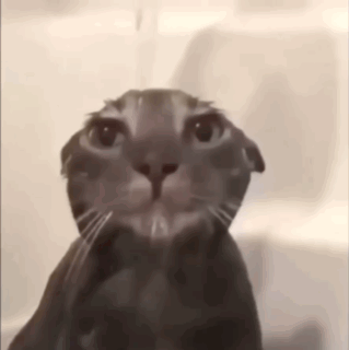 A Close Up Of A Cat Looking At The Camera While Taking A Bath . GIF