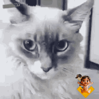A Close Up Of A Cat Looking At The Camera With A Baby Doll In The Background GIF