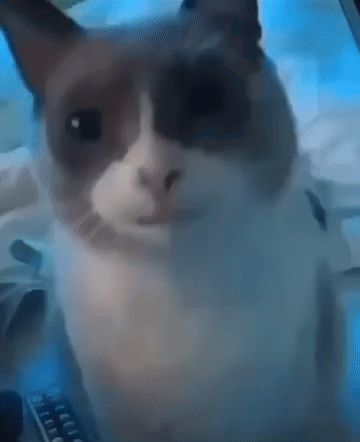 A Close Up Of A Cat Looking At The Camera With A Remote Control In The Background GIF