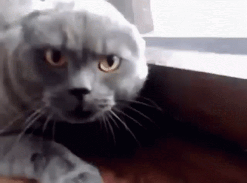A Close Up Of A Cat Looking At The Camera With A Serious Look On Its Face . GIF