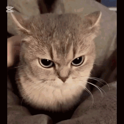 Close-Up Of Cat Looking At Camera With X Mark GIF