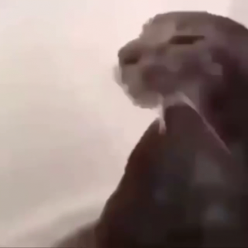 A Close Up Of A Cat Looking At The Camera With Its Mouth Open . GIF