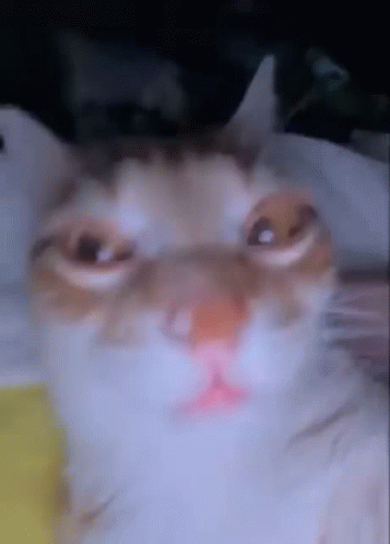 A Close Up Of A Cat Looking At The Camera GIF