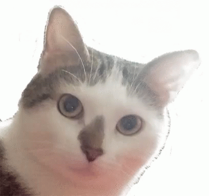 A Close Up Of A Cat Looking Up At The Camera . GIF