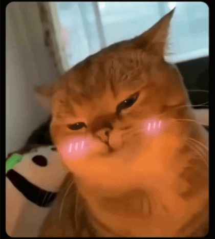 A Close Up Of A Cat Making A Funny Face With Its Paws On Its Cheeks . GIF