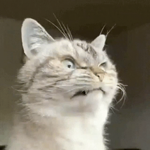 A Close Up Of A Cat Making A Surprised Face GIF