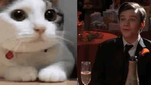 A Close Up Of A Cat Next To A Man In A Suit And Tie GIF
