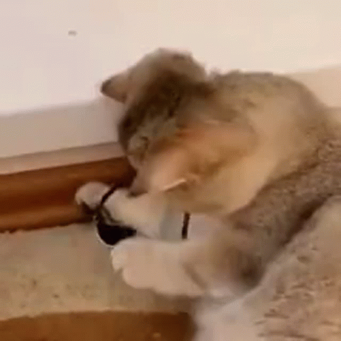 A Close Up Of A Cat Playing With A Shoe On A Floor . GIF