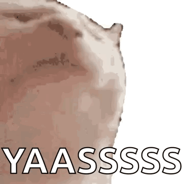 A Close Up Of A Cat 'S Butt With The Words Yaassss Written In White Letters . GIF