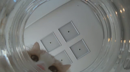 A Close Up Of A Cat 'S Eye Looking Through A Clear Glass GIF