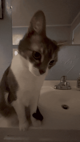 A Close Up Of A Cat 'S Eye With A Blurred Background GIF