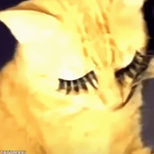 A Close Up Of A Cat 'S Eye With Fake Eyelashes . GIF