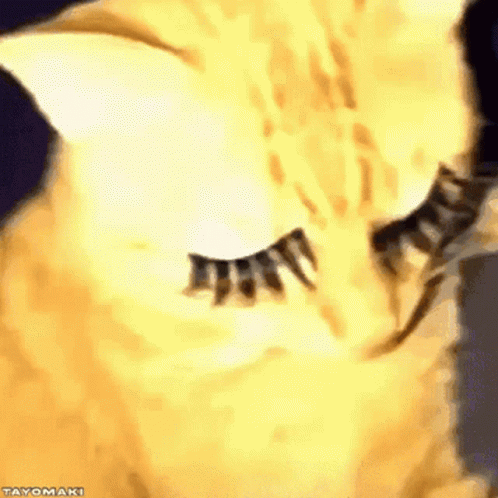 A Close Up Of A Cat 'S Eye With False Eyelashes On It GIF