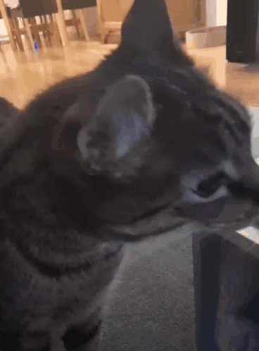 Close Up Of Cat's Eyes Looking GIF