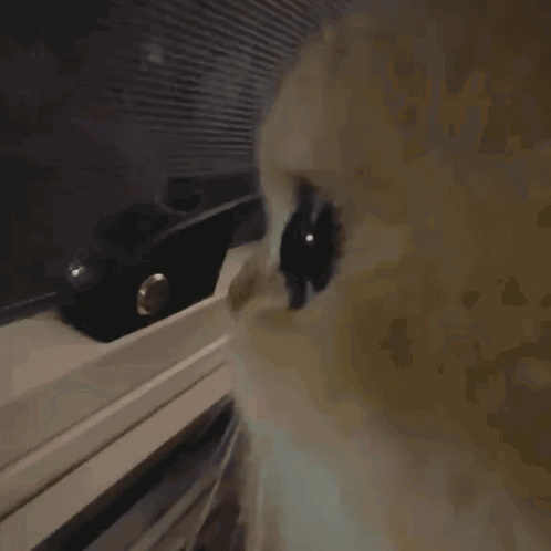 A Close Up Of A Cat 'S Eyes With A Black Object In The Background GIF