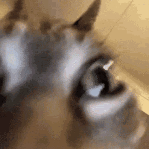 A Close Up Of A Cat 'S Eyes With Its Mouth Open And Looking At The Camera . GIF