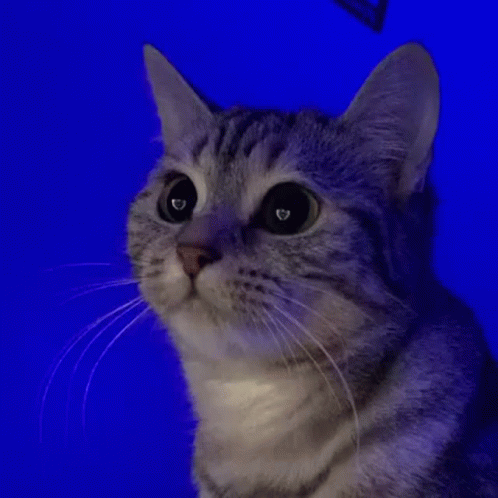 A Close Up Of A Cat 'S Face Against A Blue Background . GIF