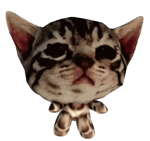 a close up of a cat 's face against a white backdrop