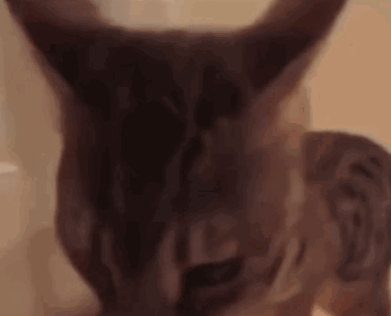 A Close Up Of A Cat 'S Face And Ears . GIF