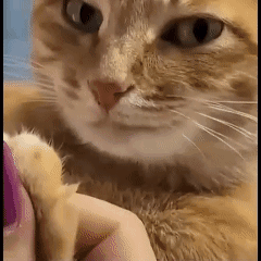 A Close Up Of A Cat 'S Face And Paw Being Held By A Person . GIF