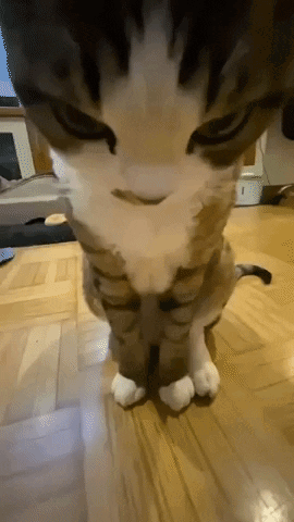 Close-Up Of Cat Face And Paws On Wood Floor GIF