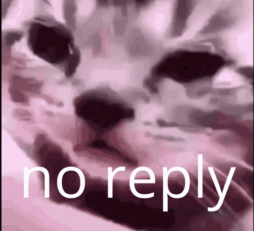 A Close Up Of A Cat 'S Face And The Words No Reply GIF