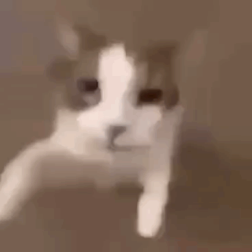 A Close Up Of A Cat 'S Face Behind A Glass . GIF
