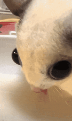 A Close Up Of A Cat 'S Face Drinking Milk GIF