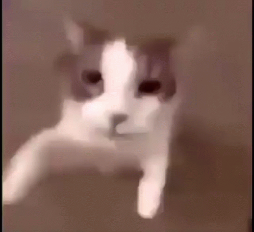 A Close Up Of A Cat 'S Face In A Blurry Photo . GIF