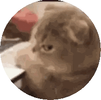 a close up of a cat 's face in a circle on a white background