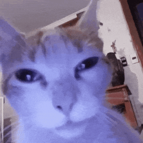 A Close Up Of A Cat 'S Face In A Living Room . GIF