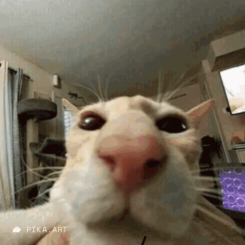 A Close Up Of A Cat 'S Face In A Living Room Taken By Pika Art GIF