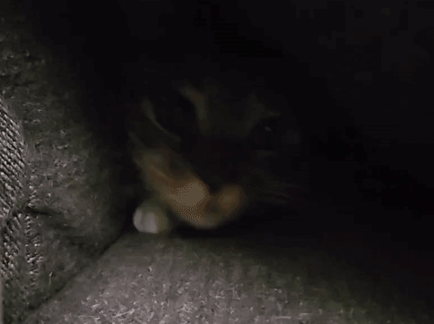 A Close Up Of A Cat 'S Face In The Dark GIF