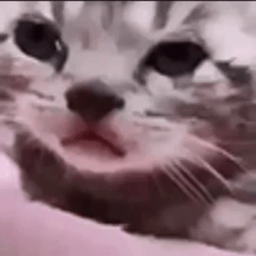 A Close Up Of A Cat 'S Face Laying On A Bed . GIF