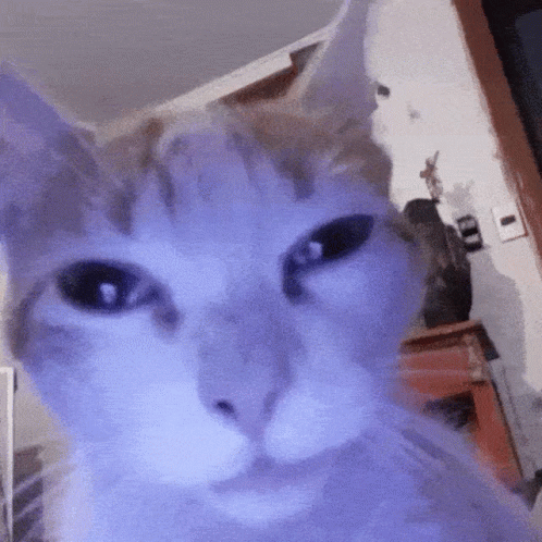 A Close Up Of A Cat 'S Face Looking At The Camera GIF