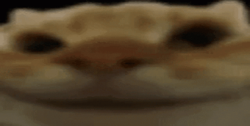 Close Up Of Cat Face Looking At Camera GIF