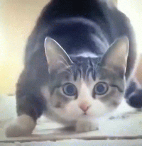 A Close Up Of A Cat 'S Face Looking At The Camera GIF