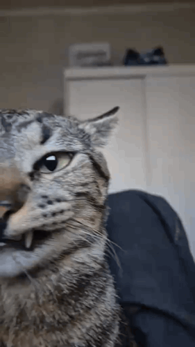 A Close Up Of A Cat 'S Face Looking At The Camera GIF