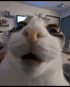 A Close Up Of A Cat 'S Face Looking At The Camera . GIF
