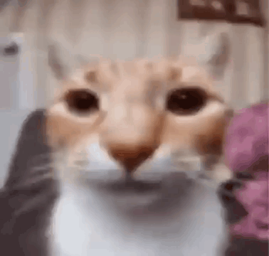 A Close Up Of A Cat 'S Face Looking At The Camera In A Blurry Photo . GIF