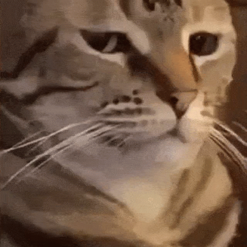 A Close Up Of A Cat 'S Face Looking At The Camera GIF