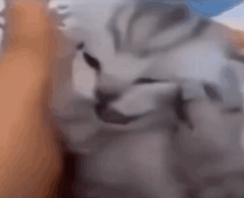 A Close Up Of A Cat 'S Face Looking At The Camera GIF